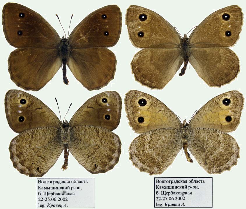 Satyrus ferula